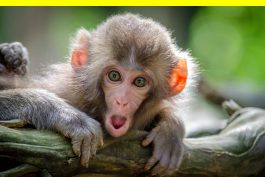 When Was Walking Invented