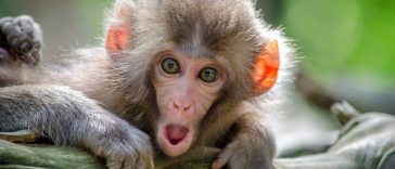 When Was Walking Invented